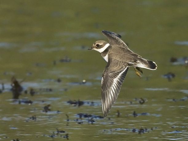 Tylli, Common Ringed Plover, Charadrius hiaticula